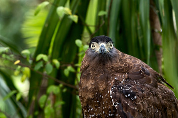 Close up of brown eagle  grabing on timer and looking at camera;
