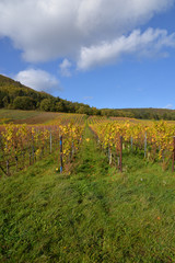 Fototapeta na wymiar Herbst in der Pfalz_03