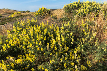 Flowers on the sand dunes, Eureka, California