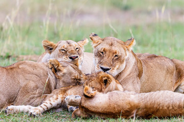 Obraz na płótnie Canvas Flock of Lion lying and resting on the savanna