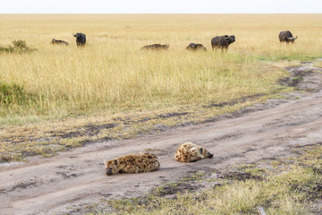 Fototapeta na wymiar Sleeping Hyena in dirt road with the African buffalo in the background
