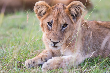 Fototapeta na wymiar Lion Cub lying in the grass and watching