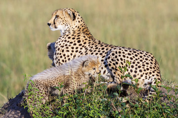 Cheetahs with young cubs on the savannah in Africa