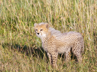 Watchful Cheetah cub in Africa