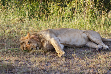 Big male lion resting on the ground in the grass