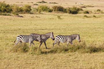 Zebras who walks on the savannah