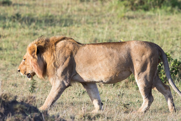 Naklejka na ściany i meble Young male lion walking in the grass on the African savannah