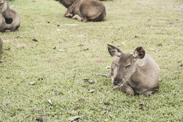 sick deer at the neck are on the yard