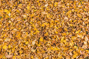 beautiful colorful autumn leaves  greenery natural background texture .Colorful foliage in the park wood forest in fall wallpaper