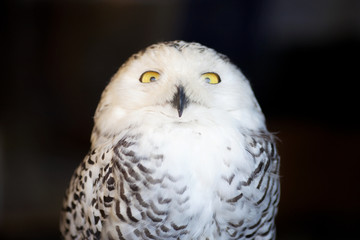owl