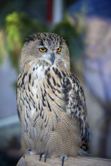owl
