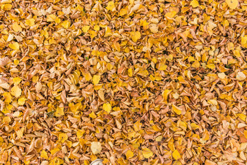 beautiful colorful autumn leaves  greenery natural background texture .Colorful foliage in the park wood forest in fall wallpaper