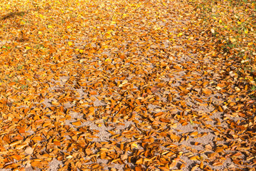 beautiful colorful autumn leaves  greenery natural background texture .Colorful foliage in the park wood forest in fall wallpaper