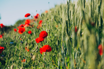 Beautiful poppy field in late may