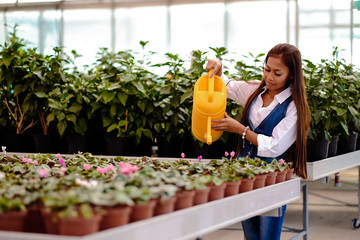 Young pretty Asian woman working in greenhouse watering the plants.