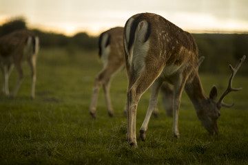 A Beautiful moment of three deer grazing. They were very comfortable with humans and had no problem being on camera!
