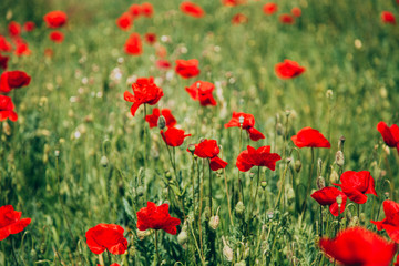 Beautiful poppy field in late may