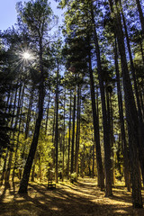 Obraz premium Autumn forest