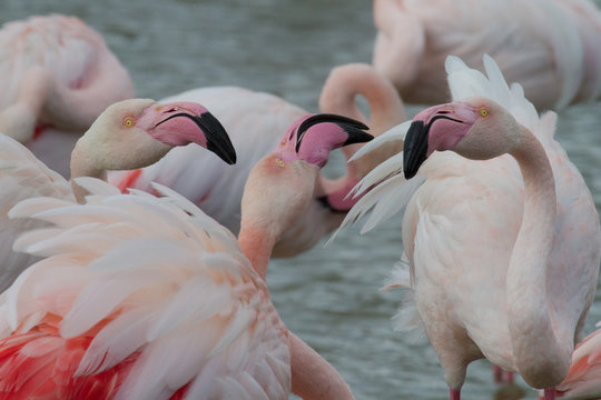 Flamingo
