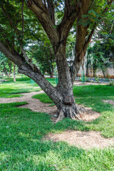 Skin of an aged tree with different texture and bark formation. 