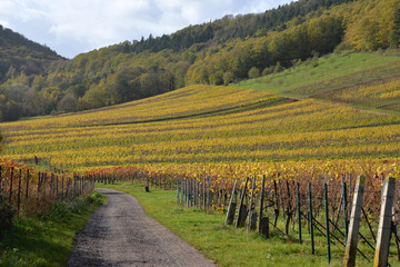 Fototapeta premium Herbst in der Pfalz_10