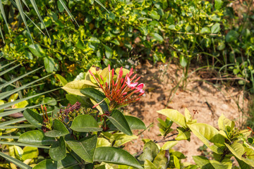 Plants planted in an outdoor environment. A good practice to benefit the environment.