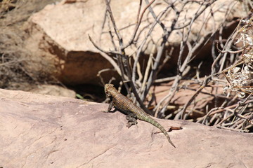 Lizard in the desert