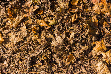 beautiful colorful autumn leaves  greenery natural background texture .Colorful foliage in the park wood forest in fall wallpaper