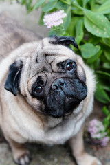 Baby pug. Dog pug. Close up face of a very Cute pug