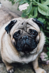 Fototapeta premium Baby pug. Dog pug. Close up face of a very Cute pug