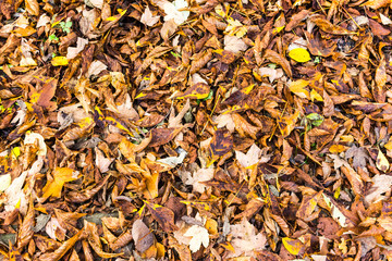 beautiful colorful autumn leaves  greenery natural background texture .Colorful foliage in the park wood forest in fall wallpaper