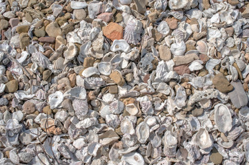 texture many type of shell at the beach in summer