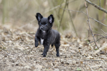 Naklejka premium Chihuahua Welpe