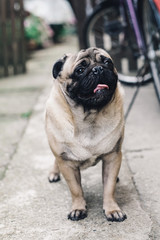 Baby pug. Dog pug. Close up face of a very Cute pug