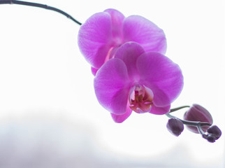 Naklejka na ściany i meble beautiful pink Orchid