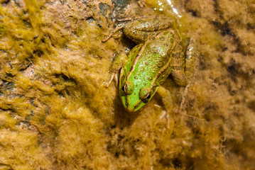 A little frog closeup sitting in algae on the stone in river in sunny day 
