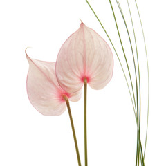 flor anturium con fondo blanco