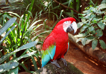 Green Winged Macaw