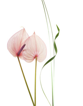 flor anturium con fondo blanco