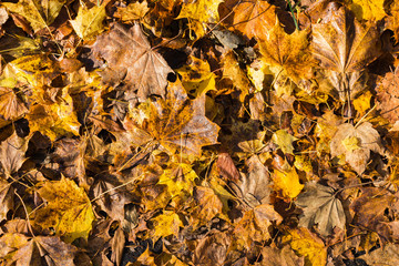beautiful colorful autumn leaves  greenery natural background texture .Colorful foliage in the park wood forest in fall wallpaper