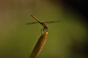 Dragonfly sits on flower. Insects, macro, nature, animals, beauty, wings, look, fauna, flora  