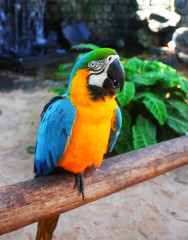 Blue and Yellow Macaw on the branch