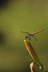 Dragonfly sits on flower. Insects, macro, nature, animals, beauty, wings, look, fauna, flora  