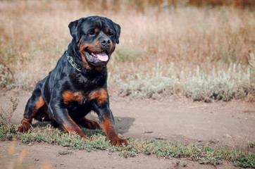 Fototapeta premium portrait of the big rottweiler dog