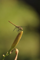 Dragonfly sits on flower. Insects, macro, nature, animals, beauty, wings, look, fauna, flora  
