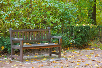 Fototapeta premium wooden bench in park in autumn