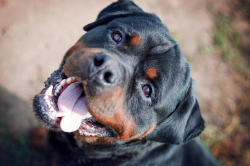 portrait of the big rottweiler dog