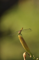Dragonfly sits on flower. Insects, macro, nature, animals, beauty, wings, look, fauna, flora  
