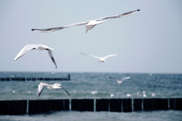 Fototapeta na wymiar godbye seagulls