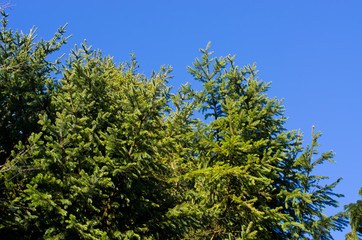 Obraz premium Branch of green spruce